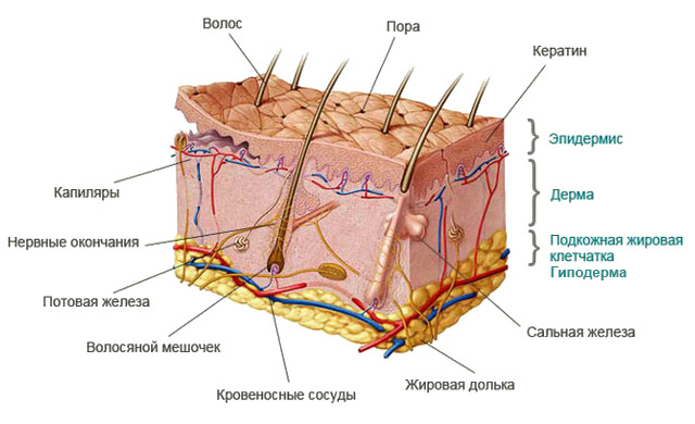 Дерма и гиподерма Дерма и гиподерма, слой кожи, гиподерма, ЛазерЛеди, сосочковый слой, сетчатый слой,