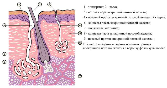 Потовые железы, сальные железы, ЛазерЛеди, Апокринные, Эккринные, поперечный срез кожи с волосом